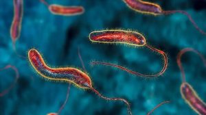 «عـ.ـزل الحالة فورًا».. «الصحة» تنشر تعليمات للمستشفيات للتعامل مع حـ.ـالات الكوليرا