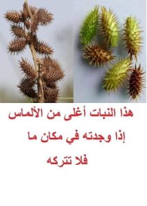 هذا النبات أغلى من اس إذا وجدته في مكان ما فلا تتركه