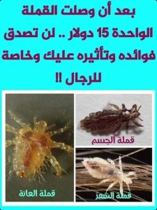 فوائد القمل وأنواعه وسر ارتفاع أسعاره لمئات الدولارات