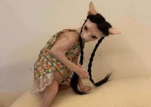 قطة ياسمين عبدالعزيز