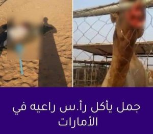 جمل يأ.كل رأعيه