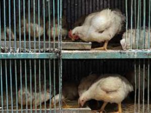 مفاجأة في أسعار الدواجن للمواطنين في شهر رمضان 2023 (التفاصيل)