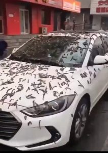 تساقط ديدان من السماء؟