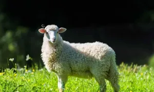 حكم الاستدانة لشراء الأضحية.. تجوز في حالة واحدة