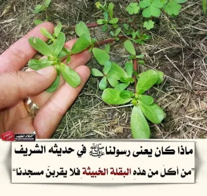 من أكل من هذه البقلة الخبيثة فلا يقربن مسجدنا