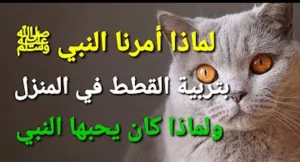 لماذا لم ينهانا النبيﷺ بتربية القطط في المنزل ؟