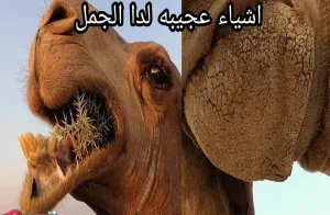 ما معنى قول النبي الإبل خلقت من العالم الخفي لا تصلوا في عطنها؟