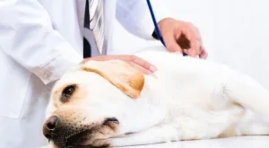 بـ 13 دولار| عائلة تشتري كلباً ولكن أول بيطري رآه اتصل بالشرطة.. ما اكتشفه مفاجأة صادمة!