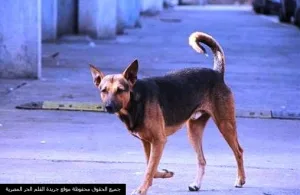 ما معنى قول النبي ﷺ من أمسك كلبا، فإنه ينقص كل يوم من عمله قيراط