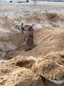 حل سؤال لماذا يتم دفن الجمل في الرمال ؟