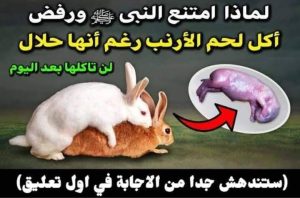 لماذا امتنع النبي صلِّ الله عليه وسلّم عن اكل لحم الارنب؟ وهل هو حلال ام مكروه