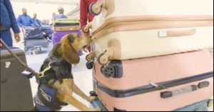 محاولة تهريب طعام مصري تتسبب في ترحيل مسافر من أمريكا بعد مواجهة مع كلب جمارك!