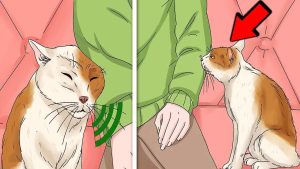 إذا اقتربت منك قطة... فانتبه! هناك رسالة خفية قد تغيّر حياتك بالكامل!