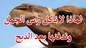 لماذا لا نأكل رأس الجمل ؟؟وند فنـ.ـها بعد الذبـ ـح
