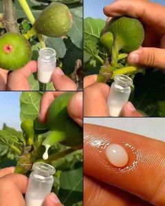 نبات تظهر من التين