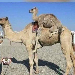 أشترى النبى صلى الله عليه وسلم قعود (جمل)