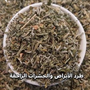 أبسط الطرق لطرد الأبراص والحشرات الزاحفة من منزلكِ في الصيف