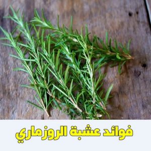 أسرار الروزماري وفوائده على الجسم