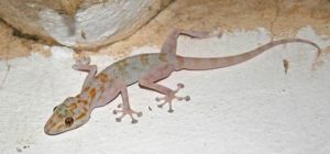 لماذا امرنا الرسول صلَّى اللَّهُ علَيهِ وسلَّمَ بقتل الوزغ؟