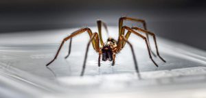 ازاله العنكبوت من جميع زوايا البيوت