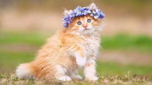 اذا اقتربت منك قطة فهذا يعني ان هناك 3رسائل من الله لك