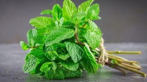 ازرع جنينتك بإيدك.. تعلم زراعة النعناع بالبلكونة فى 10 خطوات