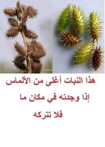 نبات اغلي من الالماس