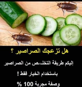 هل تزعجك الصراصير.. إليكم طريقة التخلـ،ـص من الصراصير